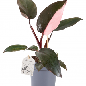 Filodendron Pink Princess