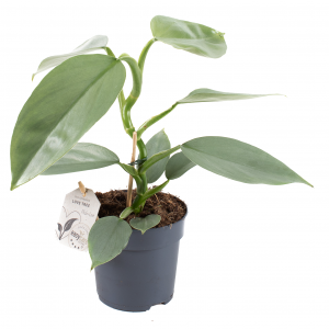 Filodendron Silver Sword